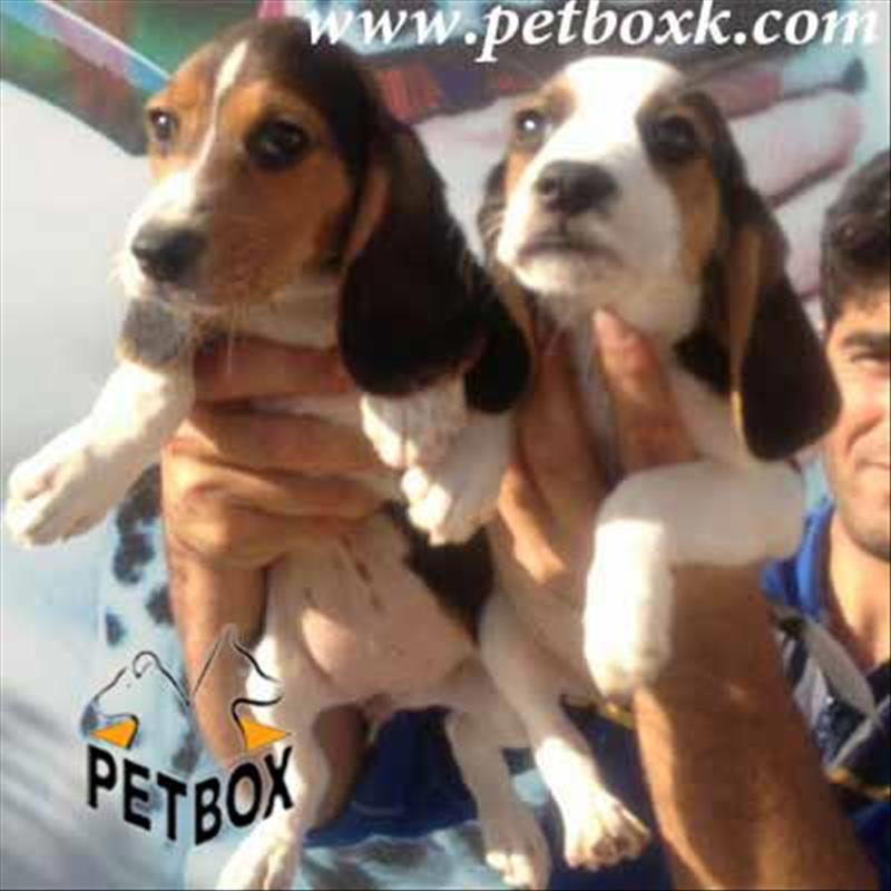 فروش توله های بیگل شیطون و بازیگوش