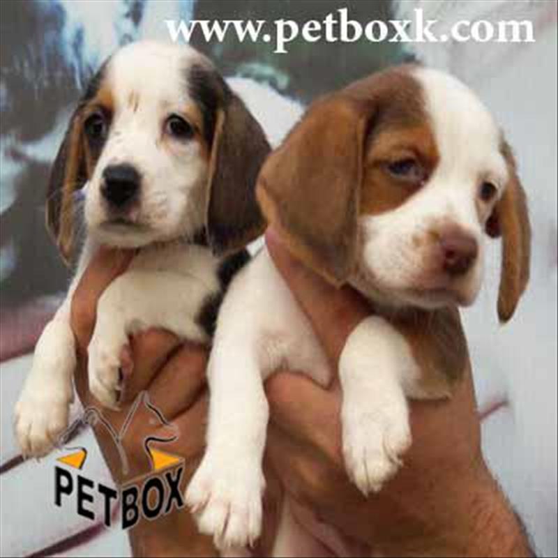  بیگل باهوش و بازیگوش