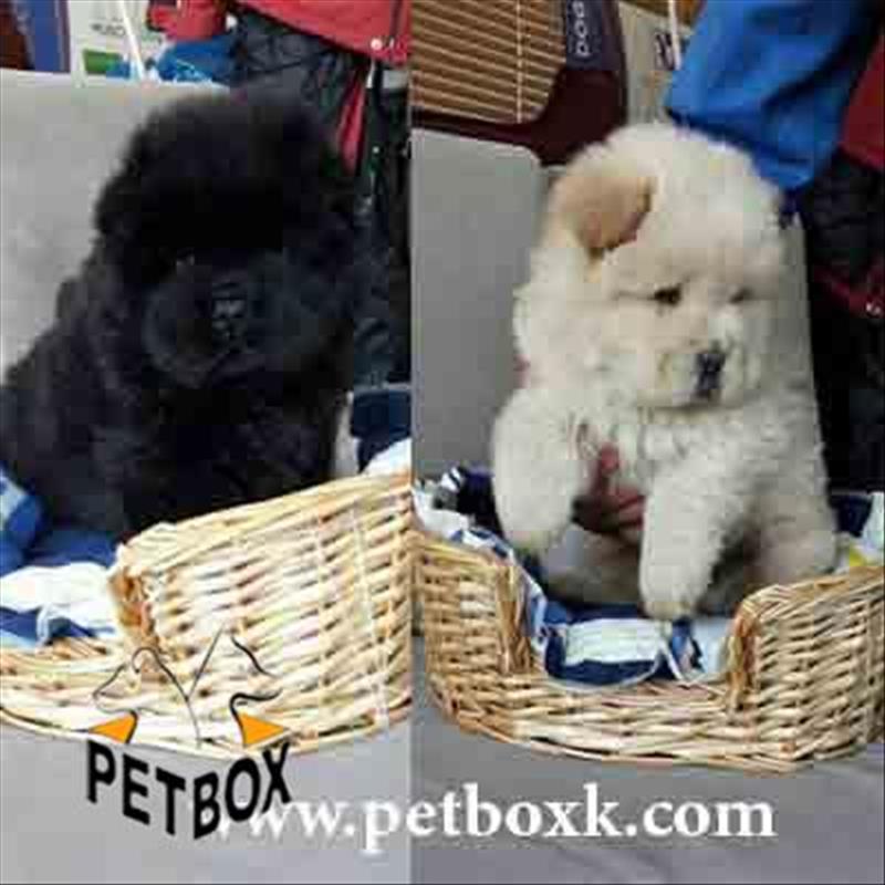  چاوچاو چاقالوی تپلی