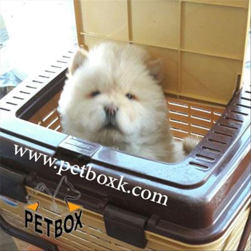  فروش چاوچاو تپلی