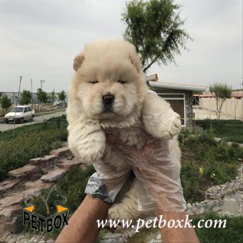  فروش چاوچاو وارداتی 2 ماهه