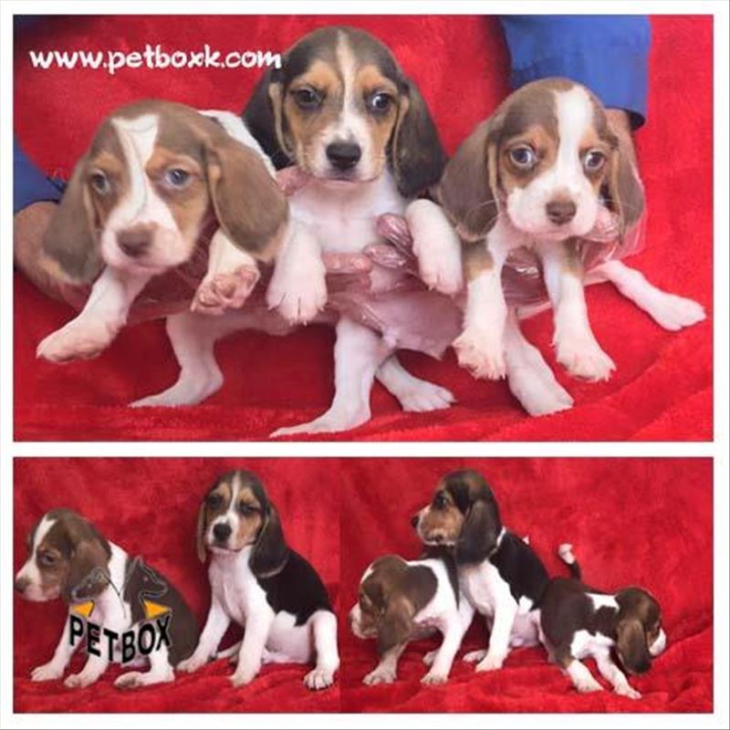  فروش توله های بیگل باهوش