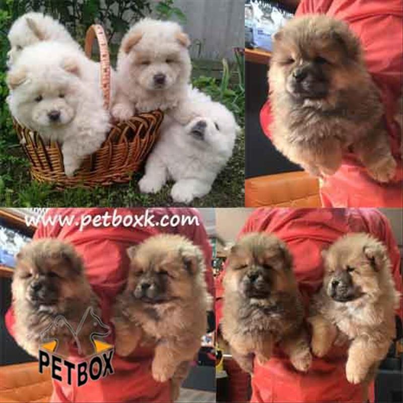 فروش چاوچاو های پرتقالی و سفید عسلی