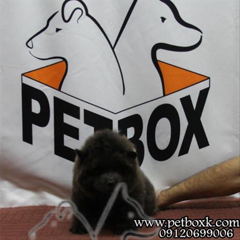 فروش توله چاوچاو خاص و کمیاب بلو