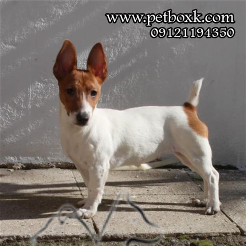 نژاد خاص و کمیاب جک راسل ( گوله انرژی )