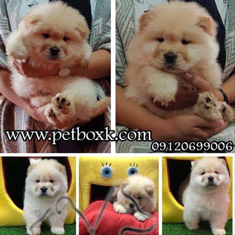 فروش توله های چاوچاو سفید عسلی با کیفیت عالی
