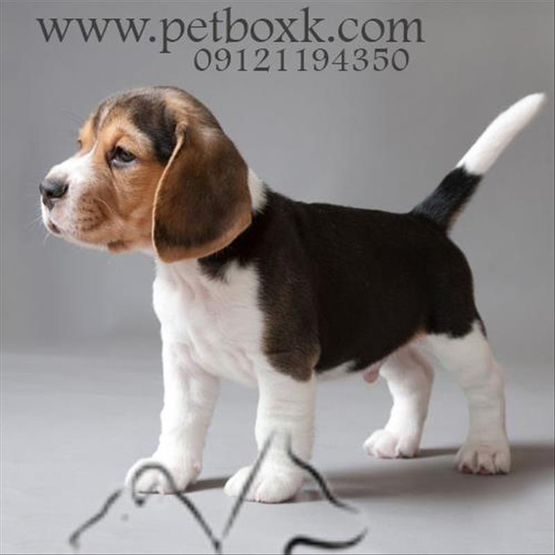 پیش فروش توله های بیگل گوش دراز