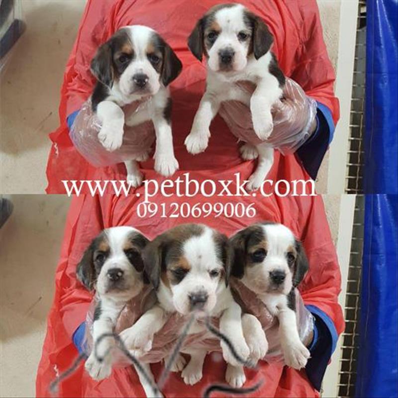 فروش توله هاى بيگل باهوش و جسور 