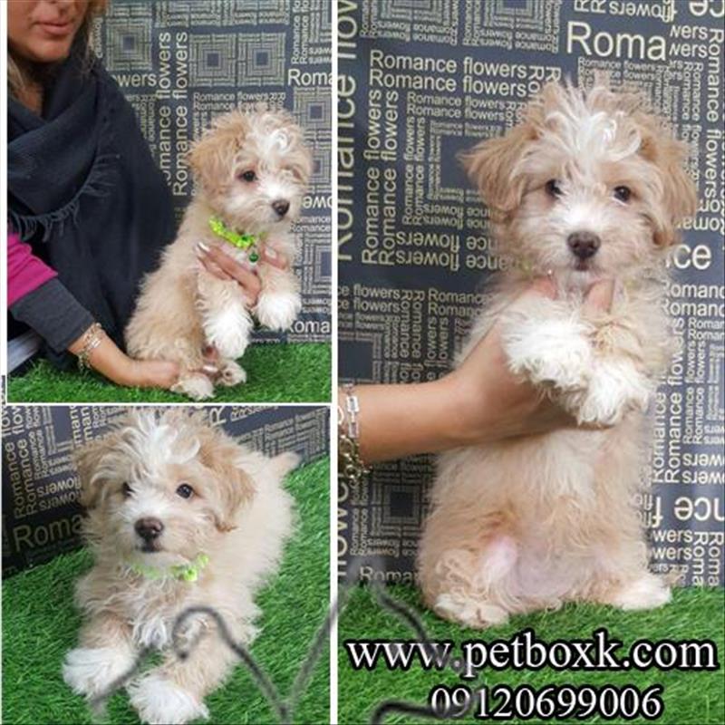 فروش پودل تریر شیطون و فرفری