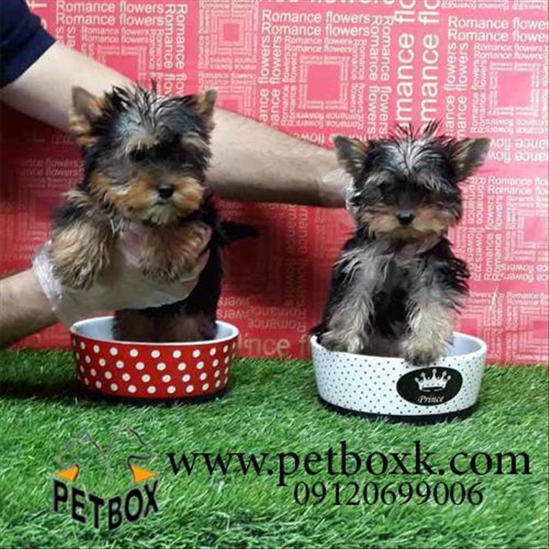 فروش توله های زیبای ابریشمی یورکشایرتریر