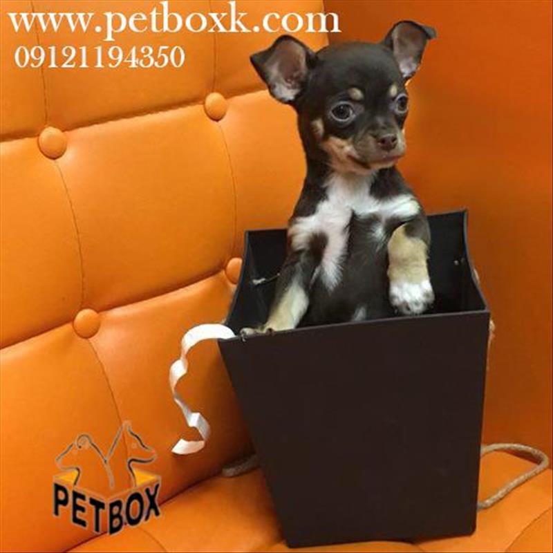 شی هواهوا سایز صفر( تی کاپ ) به رنگ های خاص