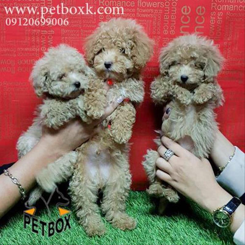 فروش توله های پودل عروسکی بامزه