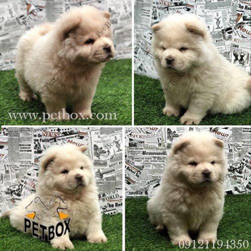 توله های زیبا و قِلقِلی چاوچاو