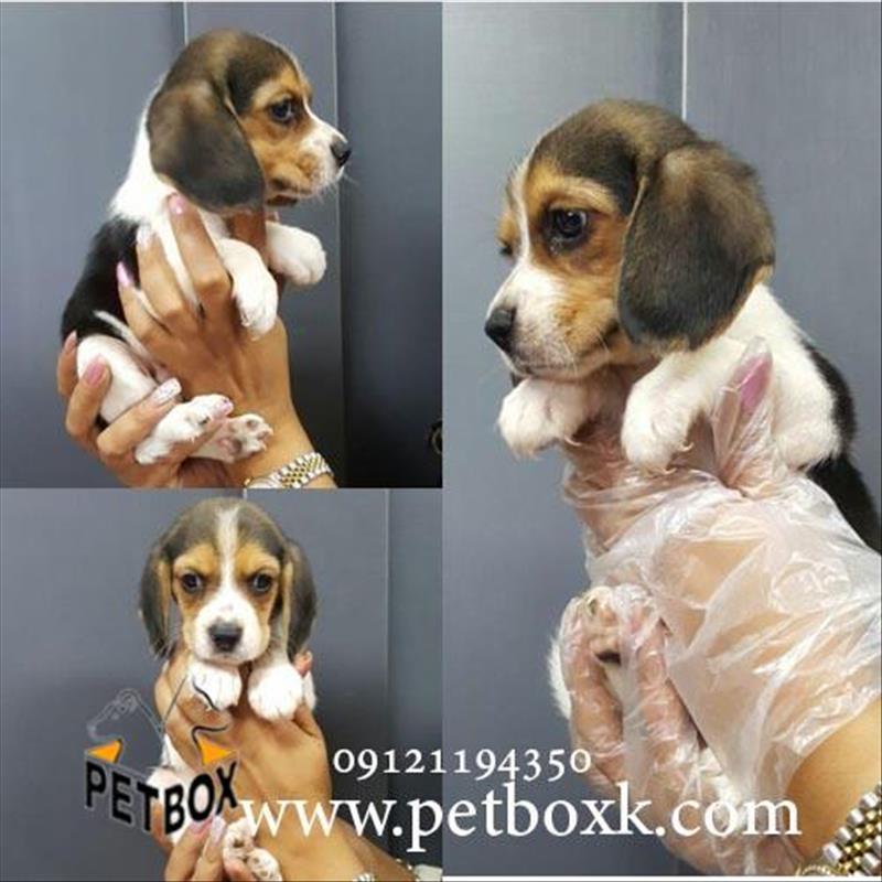 فروش توله هاى بيگل باهوش و رنگی 