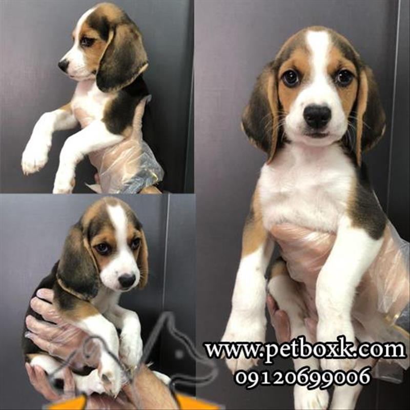 فروش توله های خاص و دوست داشتنی بیگل