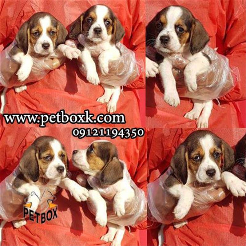 پیش فروش توله های بسیار دوست داشتنی بیگل