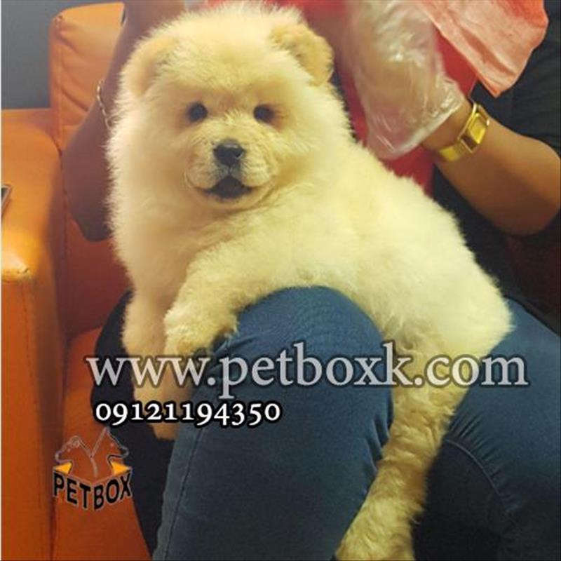 توله های چاقالو و قِلقِلی چاوچاو