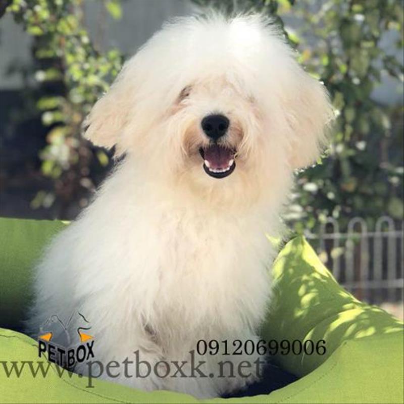 توله زیبا و بی نظیر بیچون فرایز