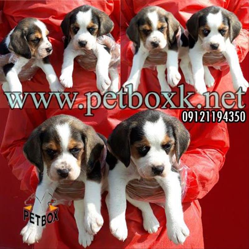 فروش توله های دوست داشتنی بیگل