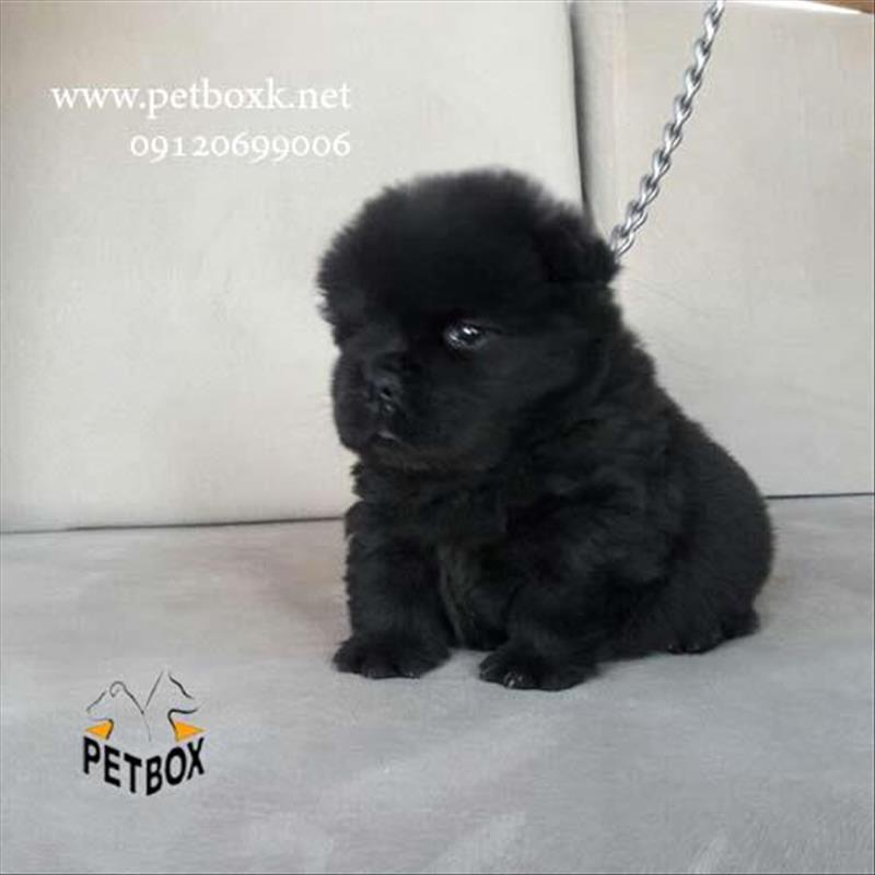 توله چاوچاو رنگ خاص مشکی