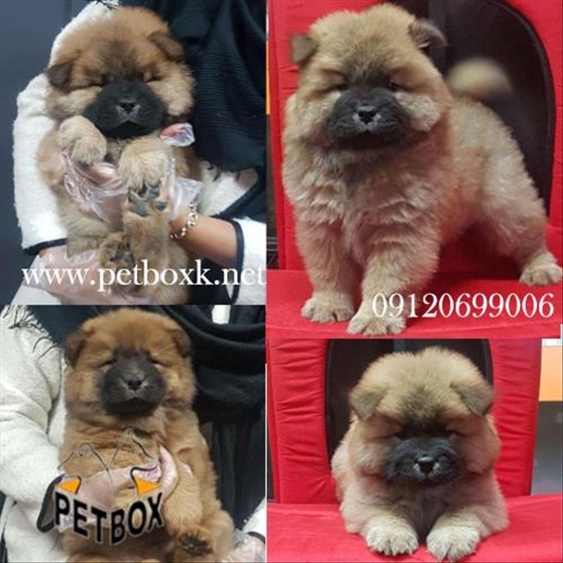 سگ چاوچاو تپلی مشکی و پرتقالی