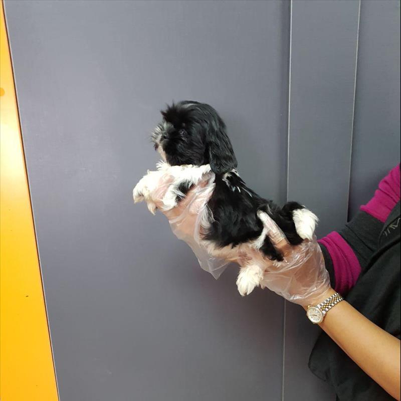 توله های سگ شیتزو