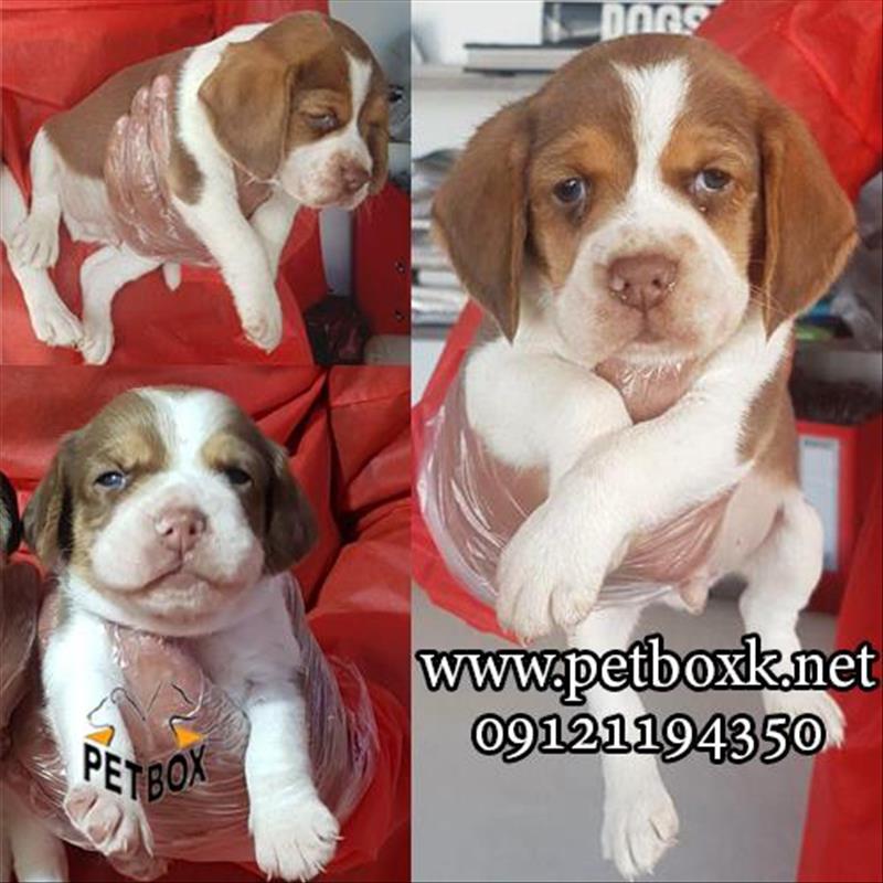 توله‌های بیگل زیبا و بازیگوش 