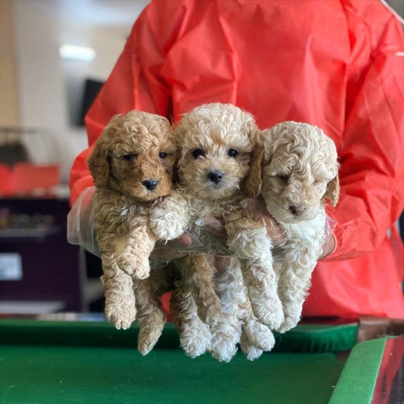 فروش  سگ آپارتمانی پودل سایز عروسکی 