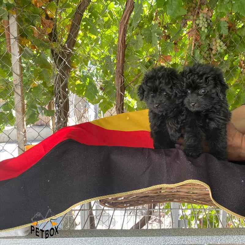 فروش توله ی پودل سایز ریز رنگ رد 