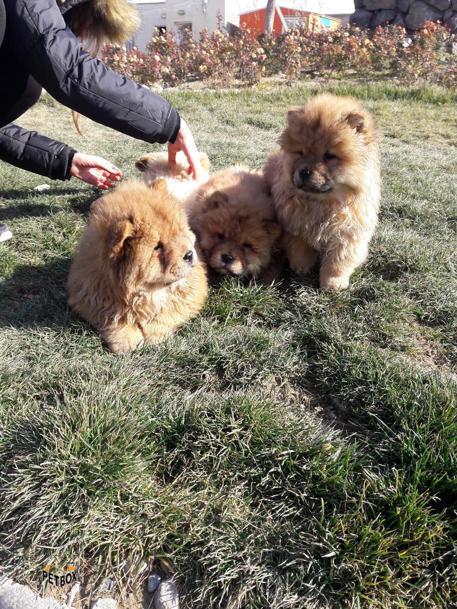 خرسی-فروش توله چاو چاو