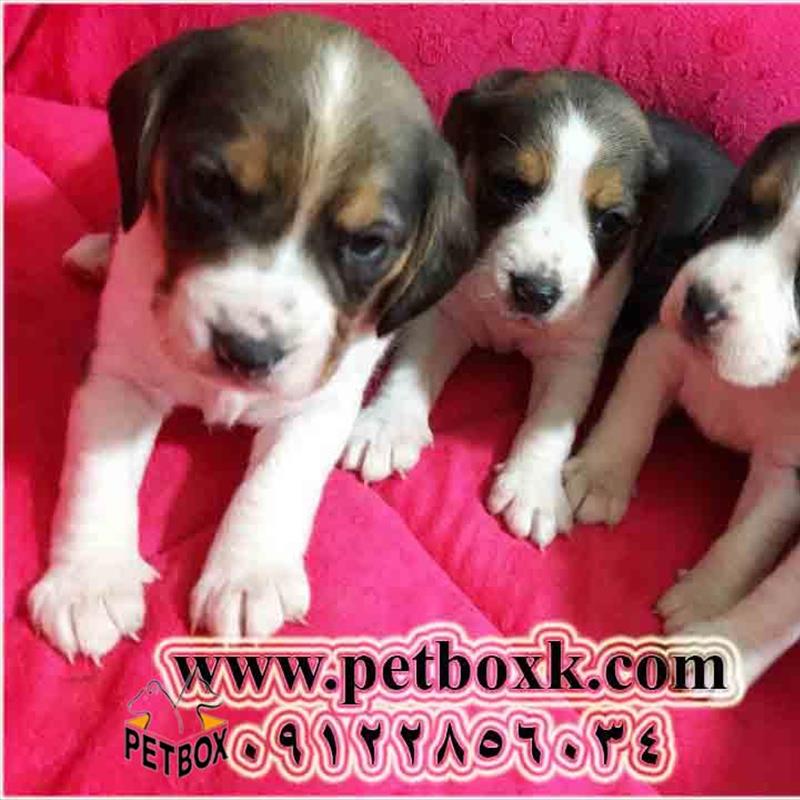 پیش فروش توله های بیگل 21 روزه نروماده