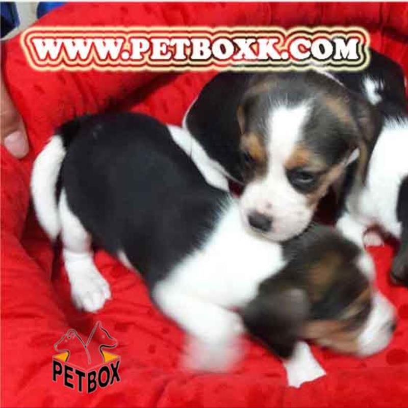 فروش بیگل 25 روزه با اصالت کامل