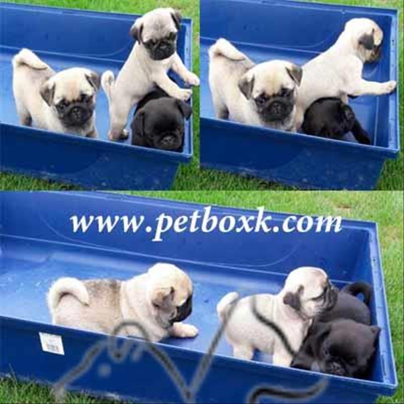  فروش پاگ 2 ماهه از اکراین