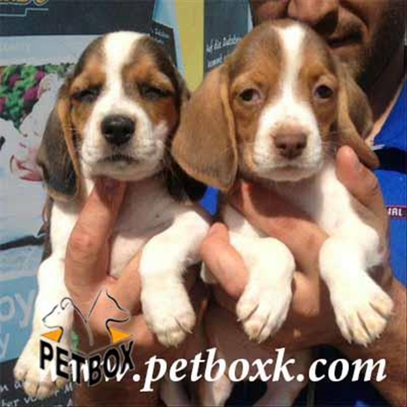  فروش توله های بیگل 2ماهه