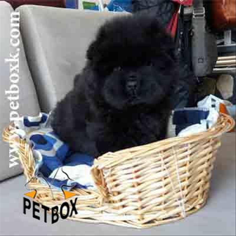  چاوچاو چاقالوی تپلی