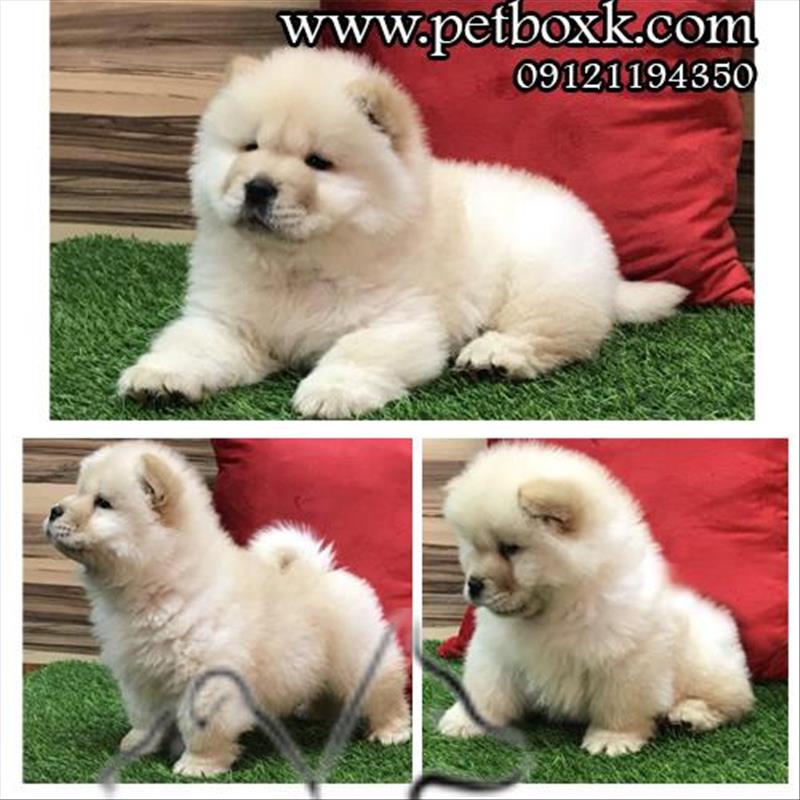 فروش توله های چاوچاو سفید عسلی با کیفیت عالی