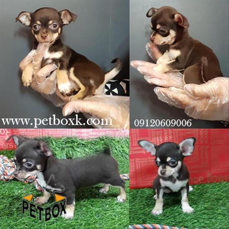 شی هواهوا سایز صفر( تی کاپ ) به رنگ های خاص