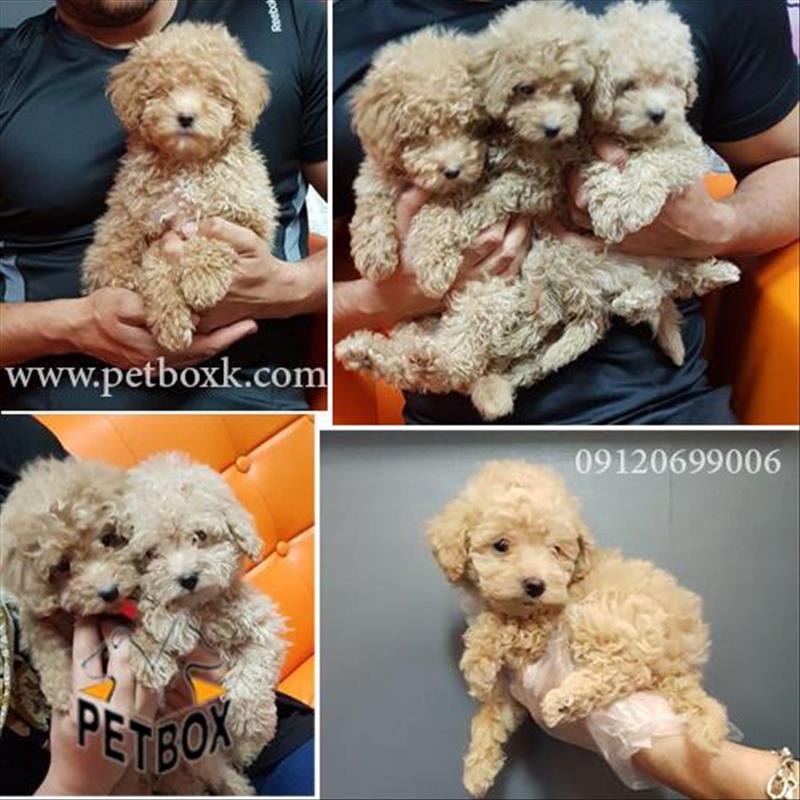 فروش توله های پودل عروسکی بامزه