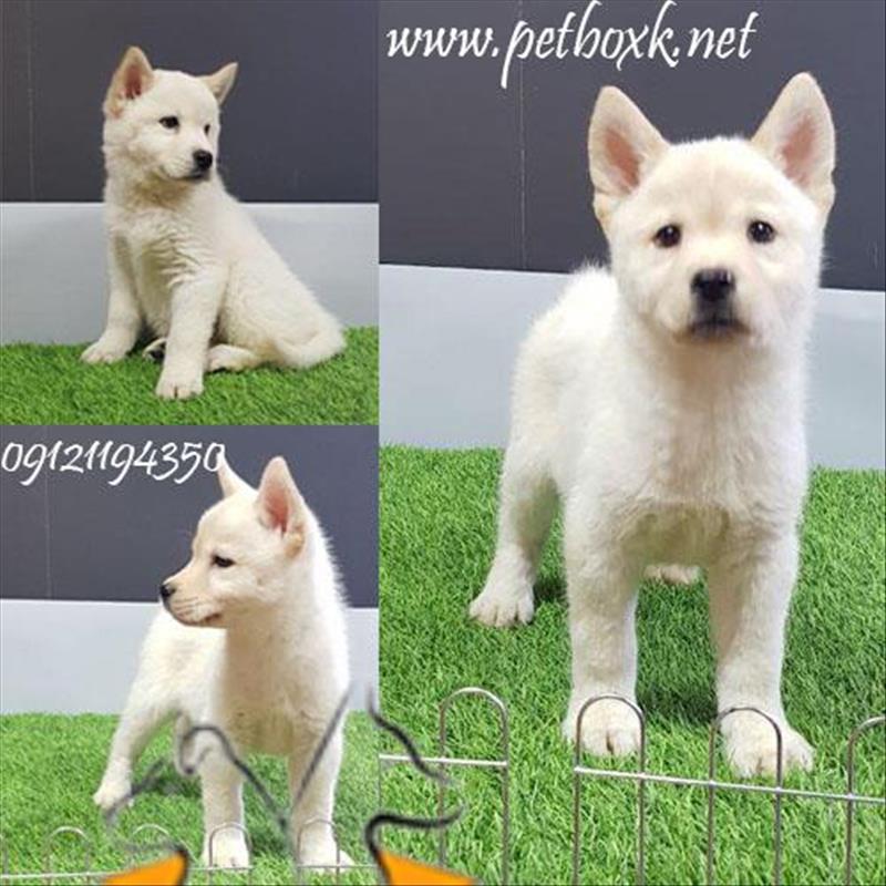 توله های گوگولی مگولی چاوسکی