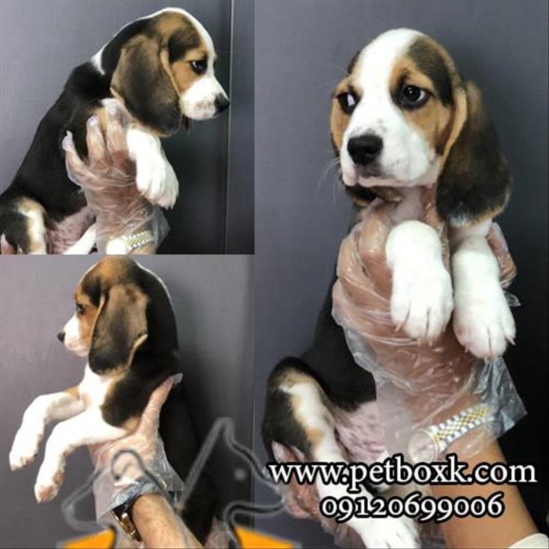 فروش توله های خاص و دوست داشتنی بیگل