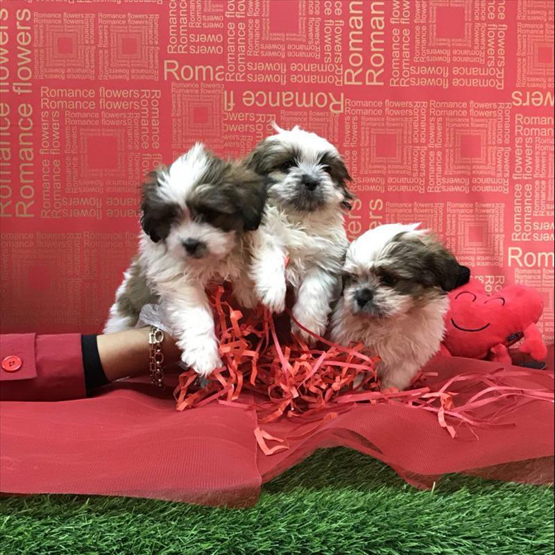 توله های سگ شیتزو