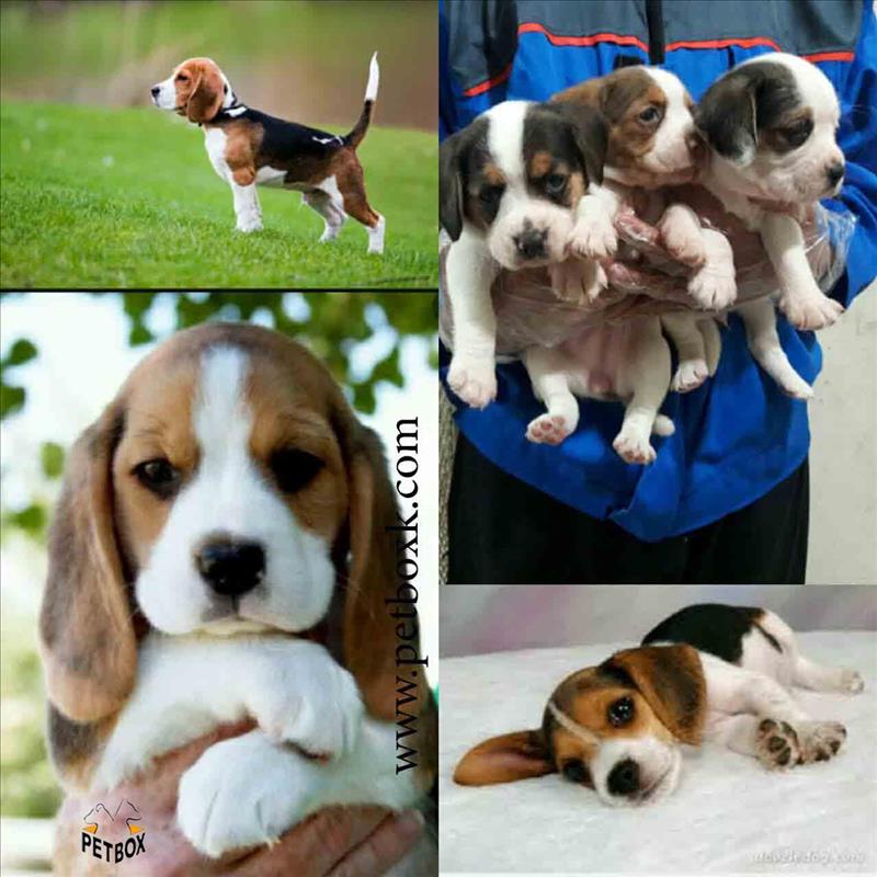 فروش بیگل های اماهه بازیگوش 