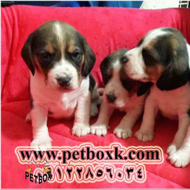 پیش فروش توله های بیگل 21 روزه نروماده