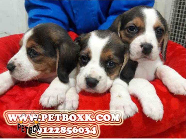 فروش بیگل 25 روزه با اصالت کامل