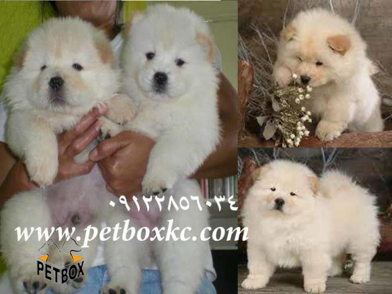 فروش چاوچاو توپولی 3 ماهه