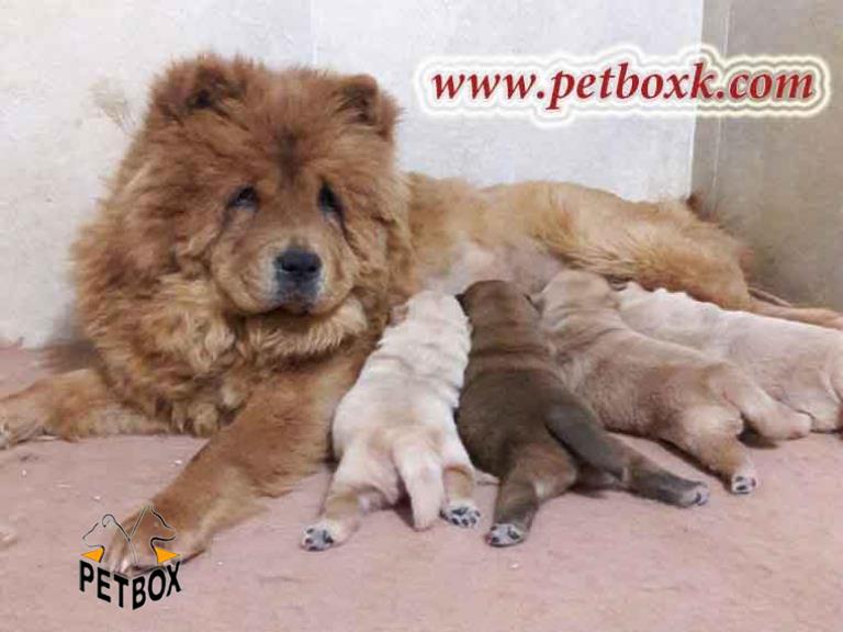  توله های (شارلوت) چاوچاو تپلی 