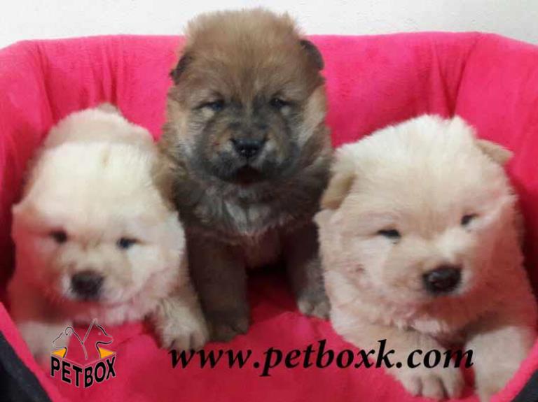  توله های چاو چاو 30 روزه 