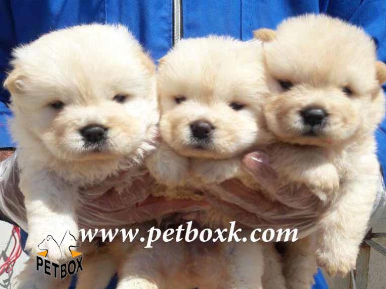 فروش چاوچاو سایز متوسط تپلی