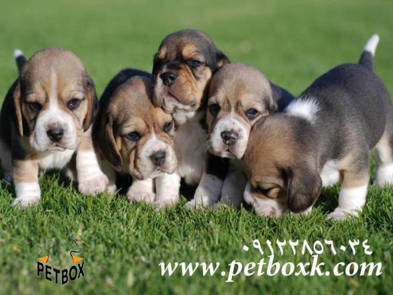  اغاز پیش فروش توله های بیگل