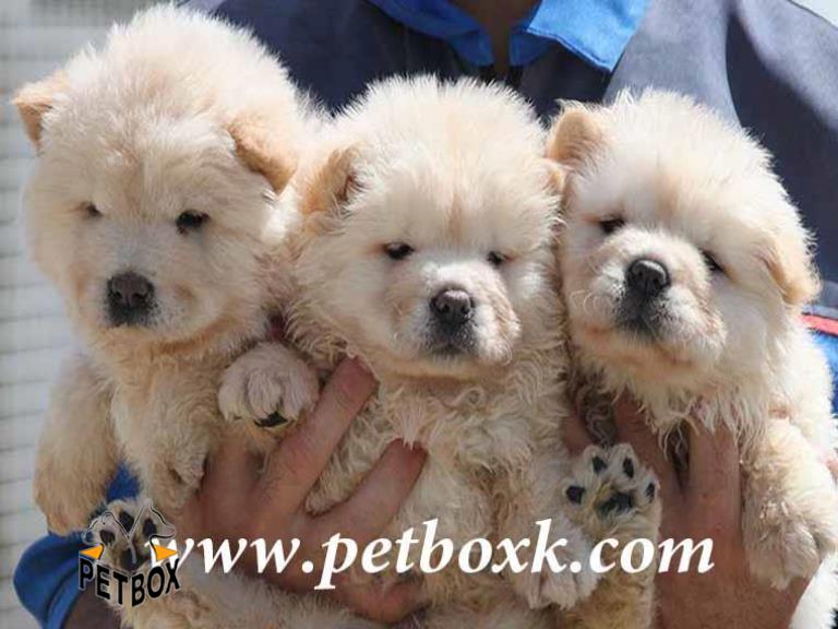  فروش چاوچاو سفید تپلی